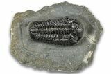 Detailed Morocops Trilobite - Ofaten, Morocco #323720-1